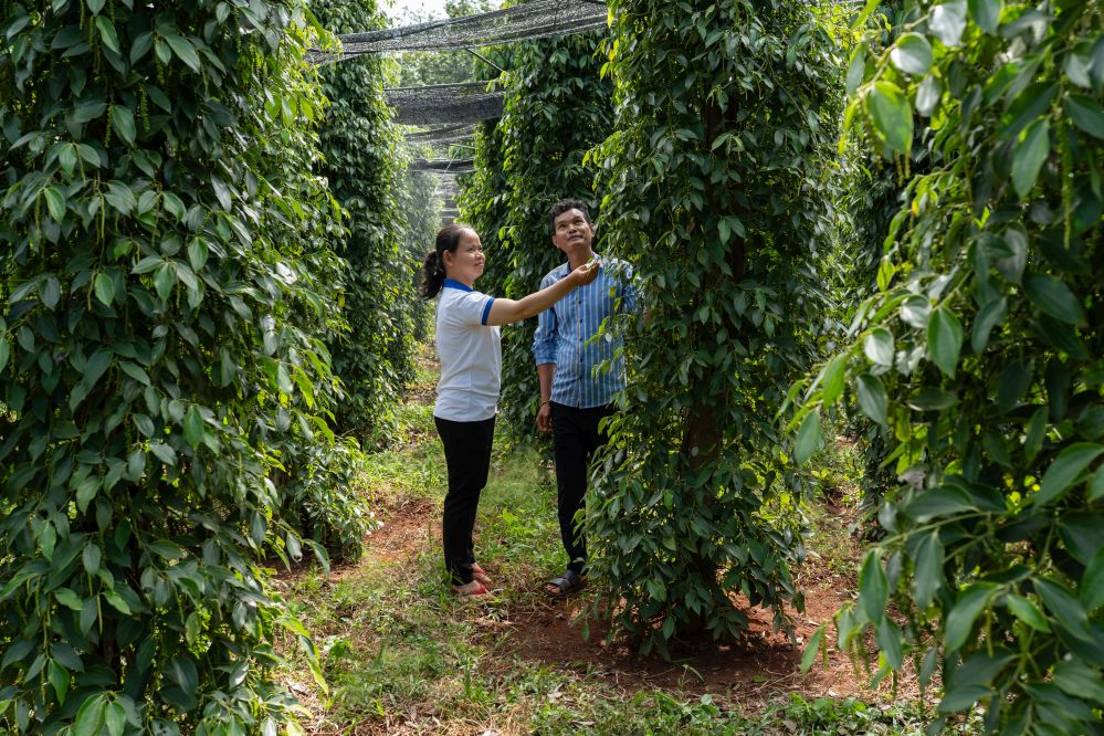 cambodian pepper RV 3